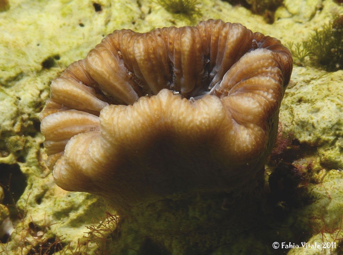 Balanophyllia europea